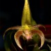 Bulbophyllum Lobbii ©D-GRRR